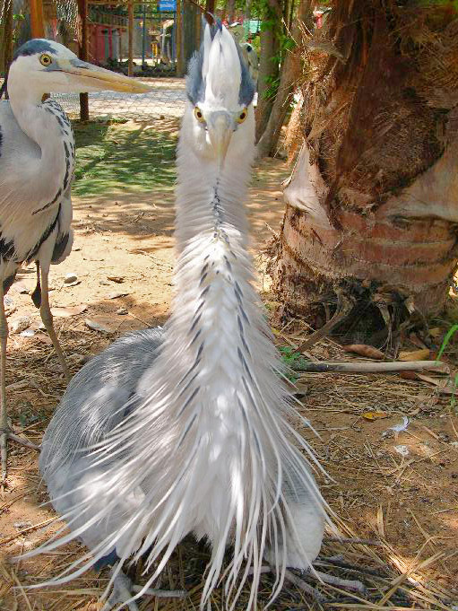 oiseau